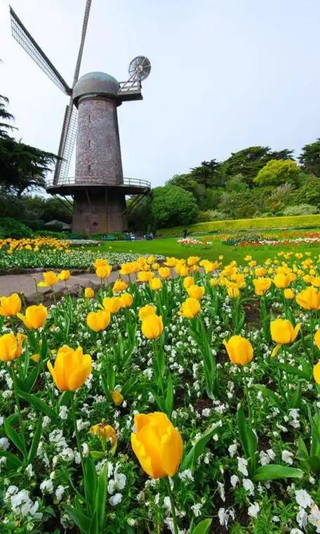 郁金香 花朵 风车 风景 彩色 景点壁纸下载
