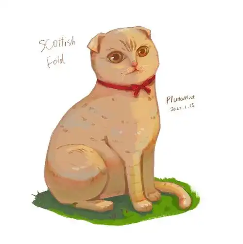 乖巧隐忍折耳猫