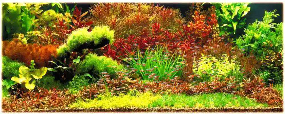 荷兰式水草造景定义荷兰景并非菜园子