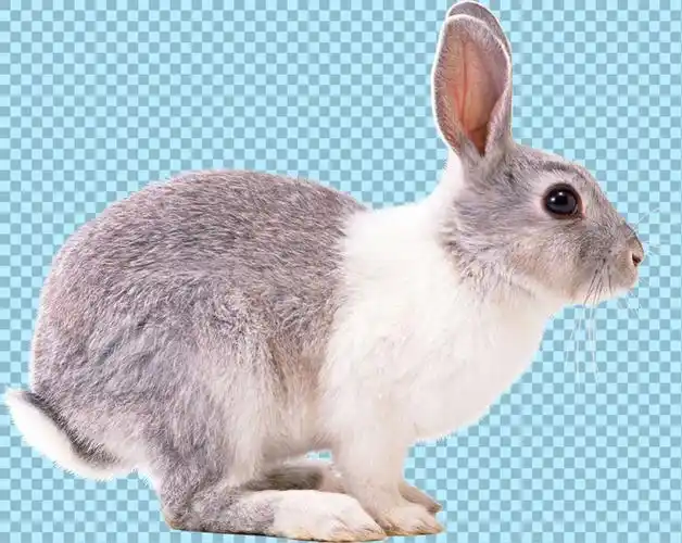 侧面兔子图片免抠png透明图层素材