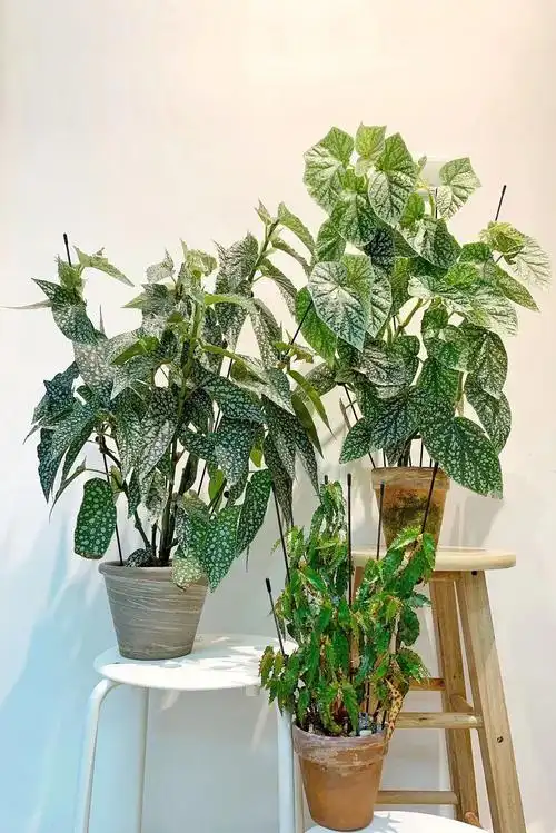 竹节类秋海棠的一种固定造型方法