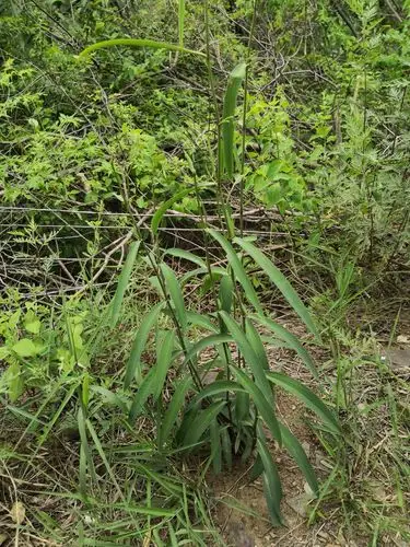 野生北柴胡地上部分
