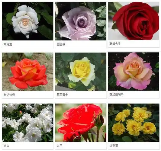 月季花:花中皇后