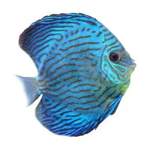 七彩神仙鱼老虎狗龙缸配鱼风水鱼燕鱼豹点蛇蓝松石老虎狗活体观赏