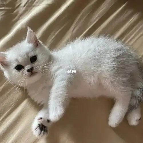 纯种银渐层幼猫弟弟妹妹都有品相极好