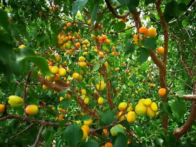 千里之外牵挂是你