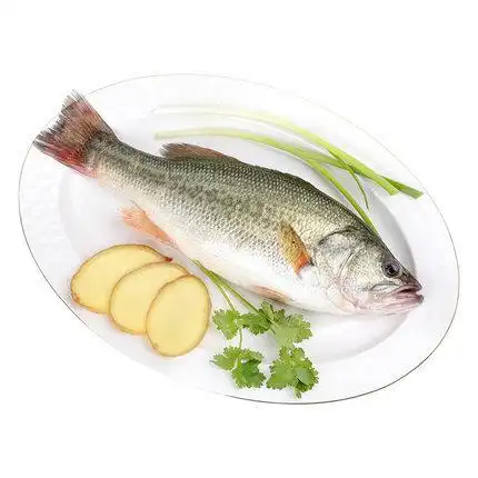 淡水鲈鱼500g以上条