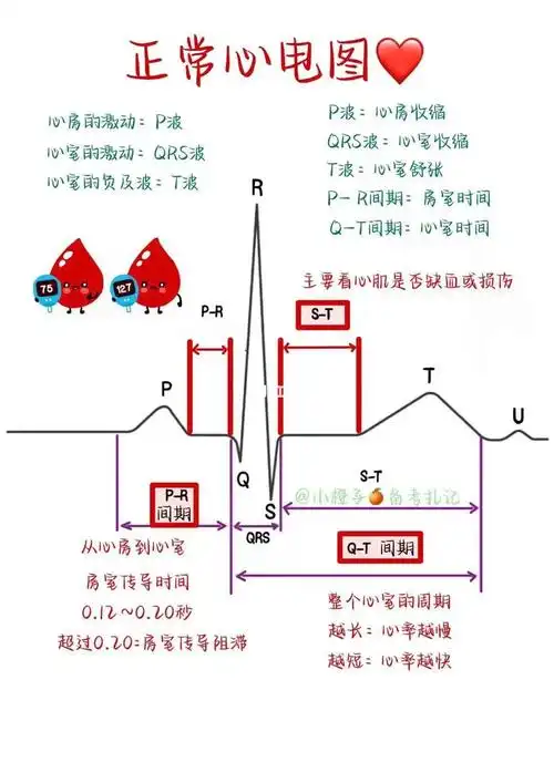 护师笔记内科护理学正常心电图78