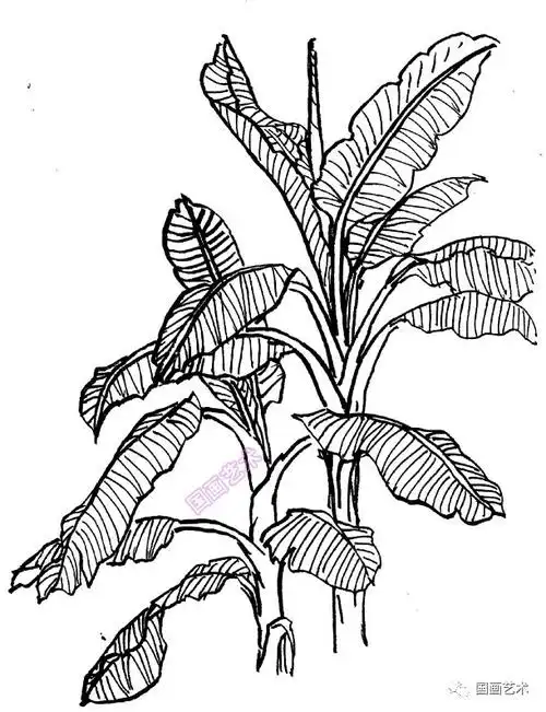 芭蕉写生芭蕉结构和叶子的变化芭蕉叶子的变化