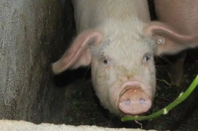 原生态宏村中白痴眼神戴耳钉的猪