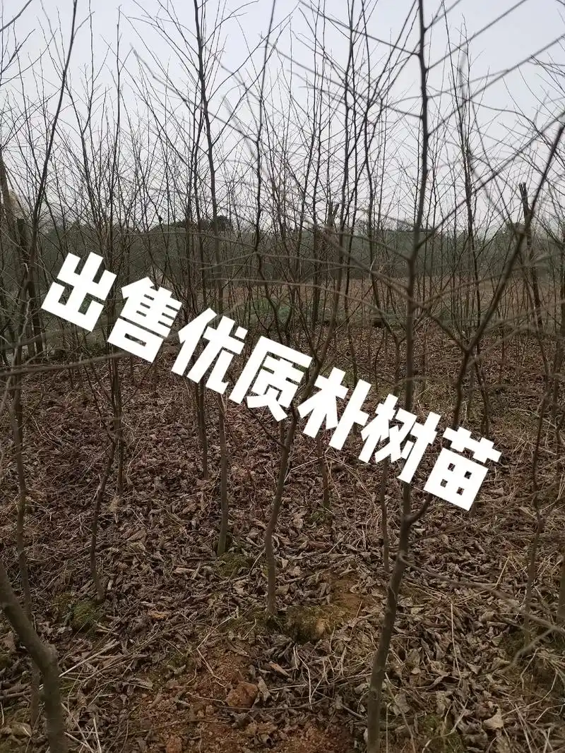 出售野生朴树苗,价格实恵,数量有限,有购买的客户联系,联系电 - 抖音