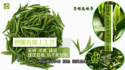 碧螺春和龙井的区别图文