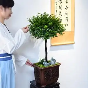 小叶紫檀盆景造型