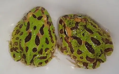 绿角蛙能长多大