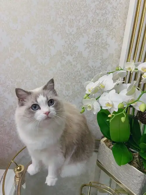 蓝双赛级布偶养成记