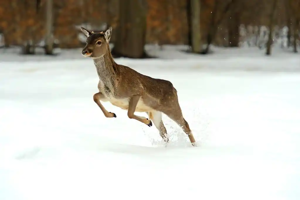 鹿群,在冬天在雪地里奔跑的鹿