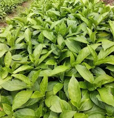 板蓝根种苗板蓝根市场需求量大苗粗壮根须多存活率可