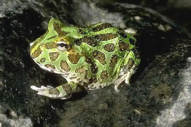 绿角蛙c. cranwelli繁殖较容易