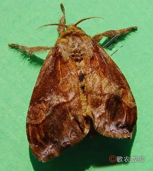 简介肾毒蛾cifuna locuples   walker属鳞翅目,毒蛾科.