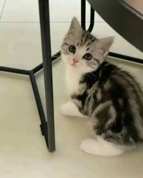 自家繁育美短加白起司两个多月