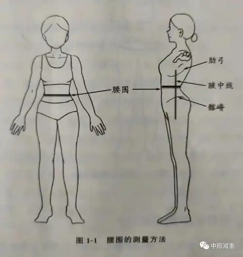 如何科学准确地测量体重,腰围和臀围?