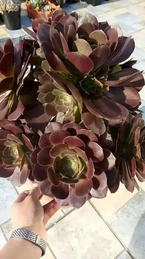 96一物一拍96超级大的手棒韶羞法师,已养好几年了,状态十分美丽