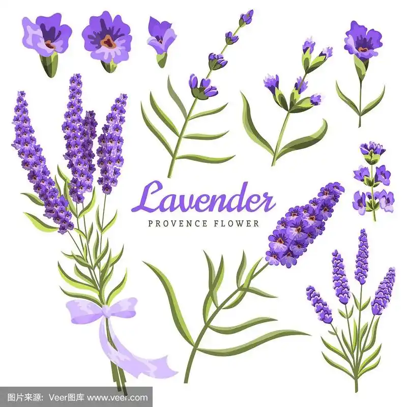 一套水彩薰衣草花和符号上的白色背景,水彩画.矢量插图.
