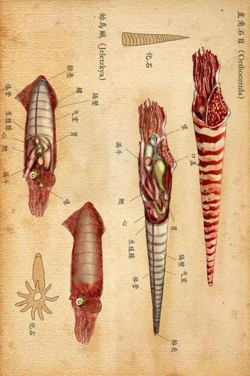 做"鱿鱼",从不是件简单事