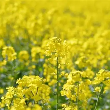 油菜花微信头像图片2021最新 微信头像图片大全 -【爱个性】