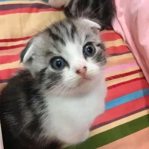 折耳美短加白小起司找新家—乌鲁木齐水磨沟区折耳猫