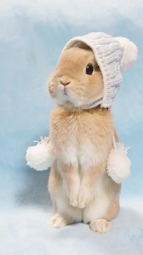 可爱萌兔子,高清图片,手机锁屏桌面-壁纸族