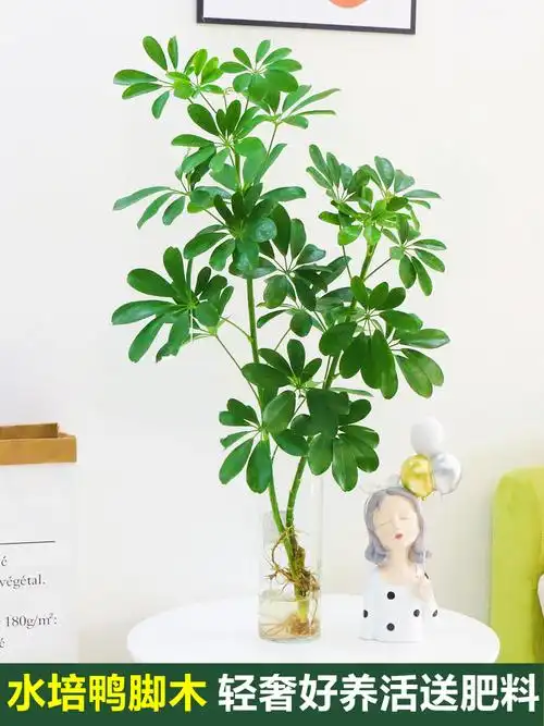 鸭脚木水培植物水养盆栽招财树八方来室内绿植花卉大型绿植