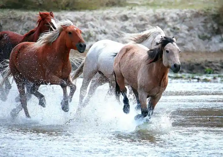 骏马奔驰到 天地同欢笑(20.9.22乌兰布统蛤蟆坝纪实拍摄)