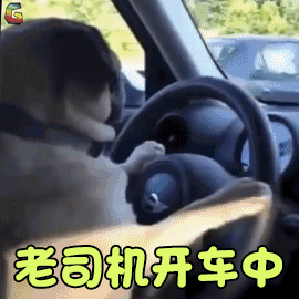 萌宠狗哥在开车搞怪soogifsoogif出品gif动图_动态图_表情包下载_soo