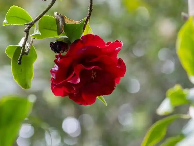 极黑红色的"黑魔法"山茶花