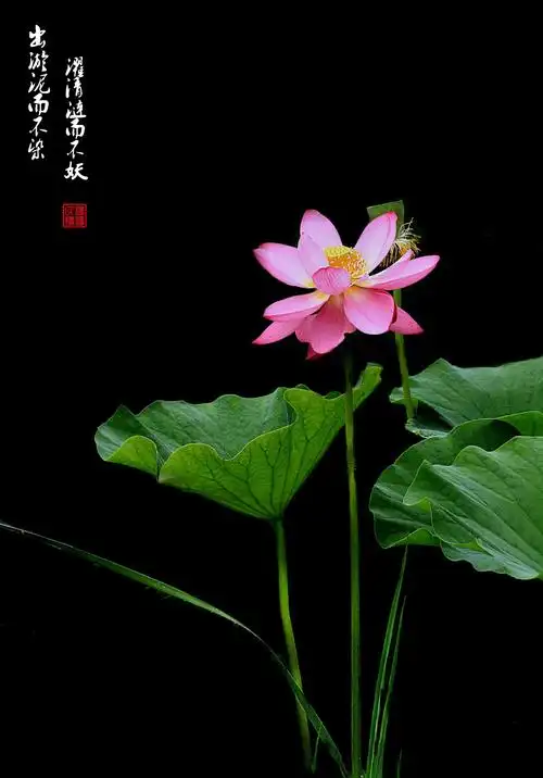 荷花~出淤泥而不染