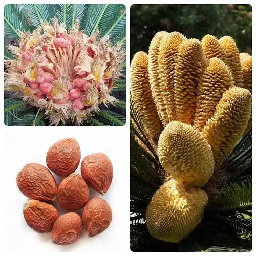 铁树种子 新采铁树种子 苏铁种子 阳台庭院盆种常绿植物 古树品种