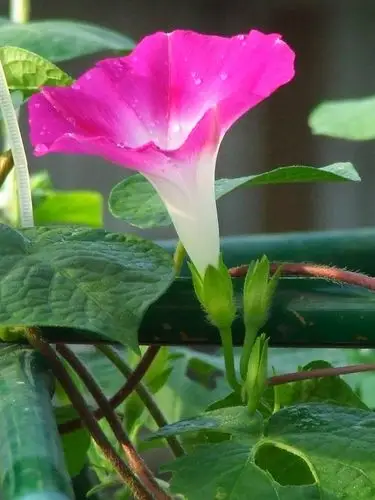 喇叭花长什么样子