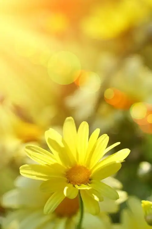 温暖阳光风景手机壁纸