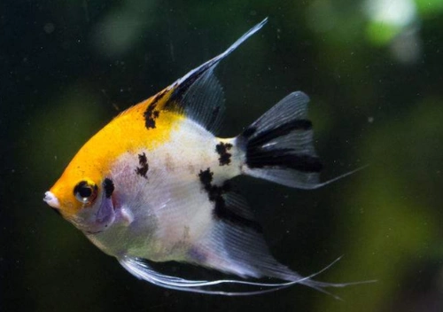 燕鱼虽然本身可以群养,但是品种太单一也不好看,所以,燕鱼能和哪些鱼