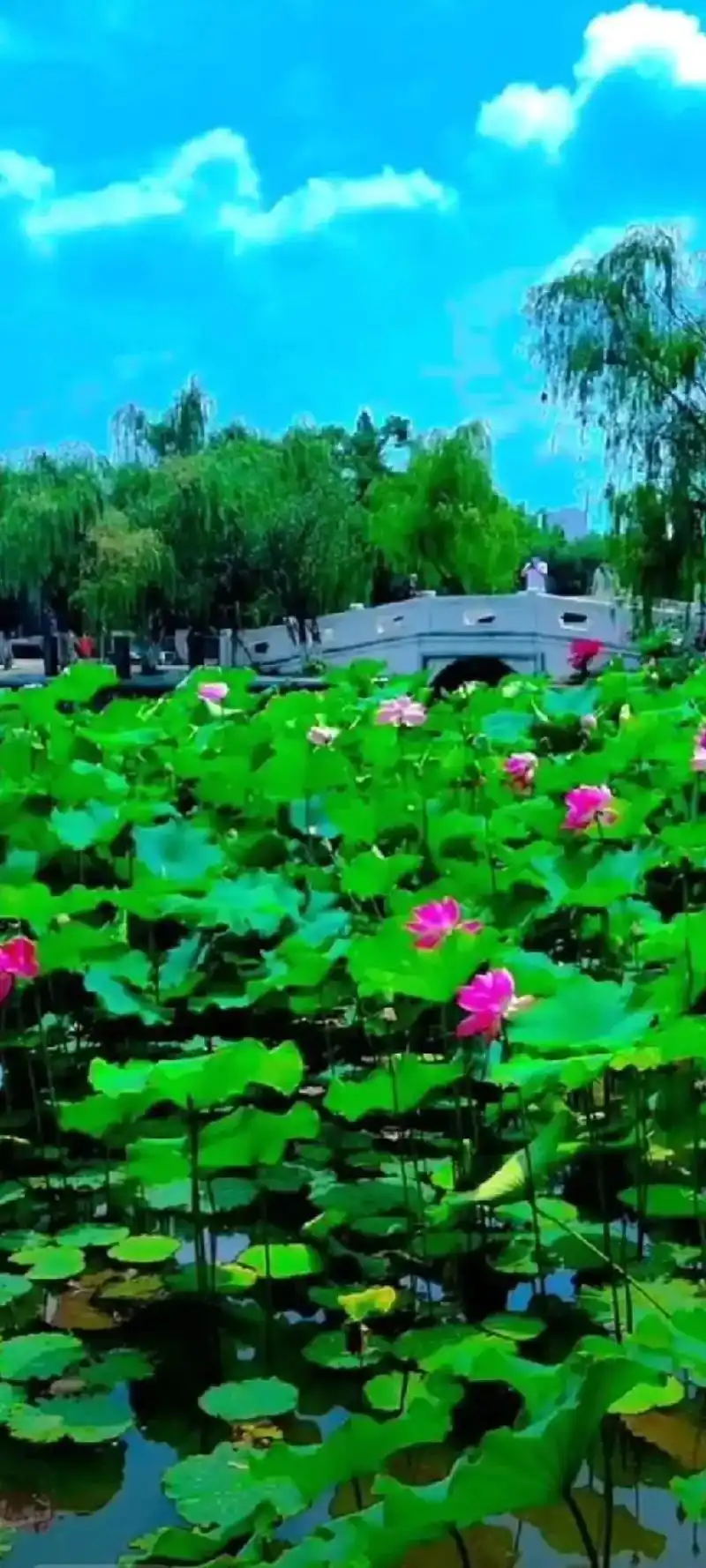 家人们早上好 #美好的一天从我的问候开始 #自然风光美如画 - 抖音