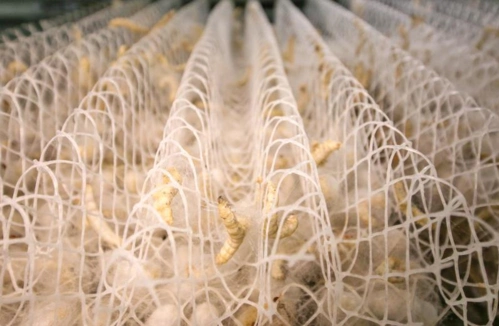 重点领域  社会公益事业建设  三农信息蚕桑养殖户在查看蚕宝宝"上