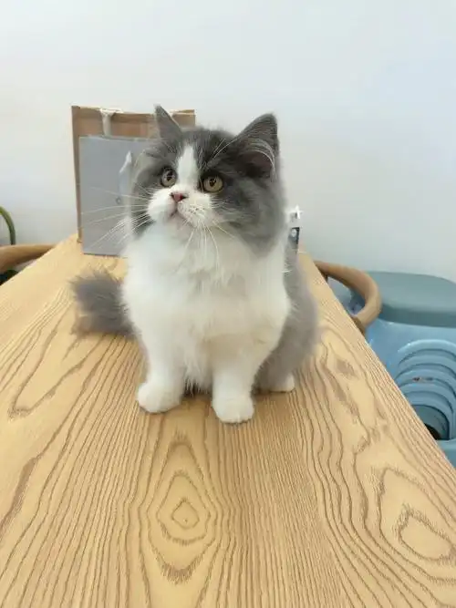 蓝白长毛弟弟找新家坐标昆明