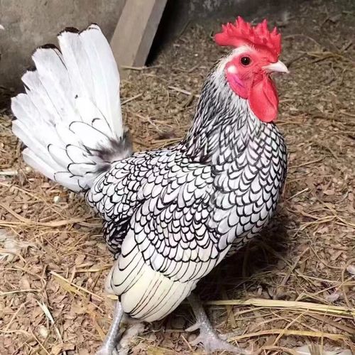 观赏红白波兰鸡波澜鸡青年大青年种蛋雏鸡幼种鸡宠物鸡小体型鸡苗 四