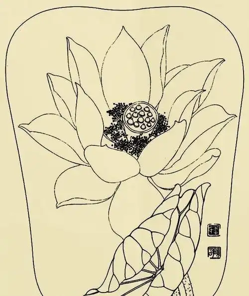 李晓明很漂亮的工笔花鸟画白描稿