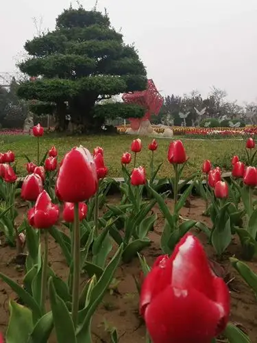 开封天波杨府景区举办第十一届国际郁金香艺术节