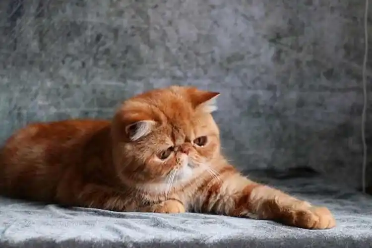 赛级红虎斑加菲猫纯种幼猫出售异国短毛猫幼崽家养活体宠物猫x