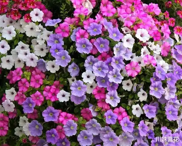 分享5种适合新手的网红花,现在养一盆正当时,开花一