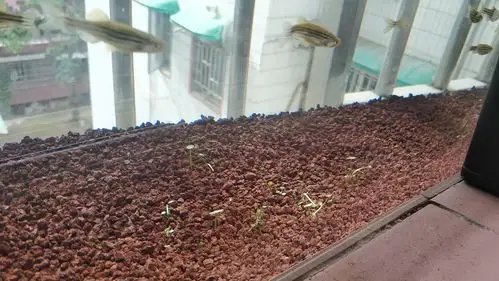 看我窗台缸发芽吧铜钱草