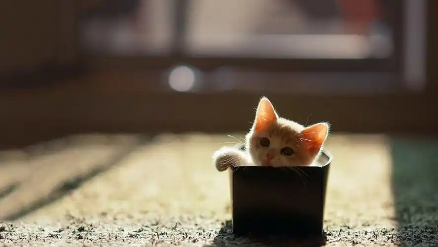 可爱呆萌小猫咪治愈系桌面壁纸分享